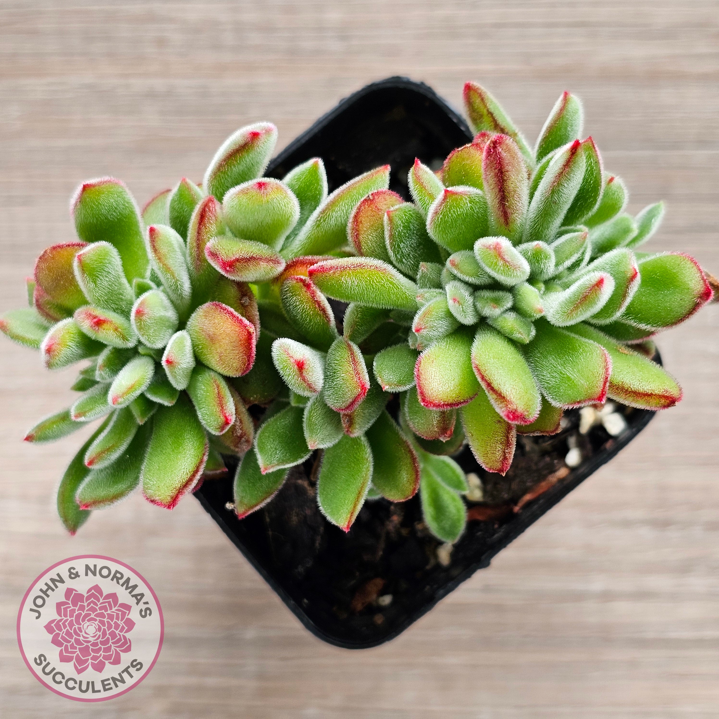 fuzzy succulent red tips Buy Echeveria pulvinata 'Ruby' Crest Australia