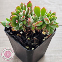 Load image into Gallery viewer, Echeveria pulvinata 'Ruby' Crest