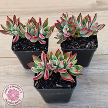 Load image into Gallery viewer, Echeveria pulvinata 'Ruby'