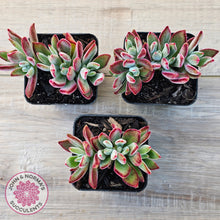 Load image into Gallery viewer, Echeveria pulvinata 'Ruby'