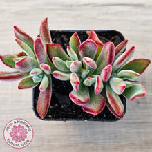 Load image into Gallery viewer, Echeveria pulvinata 'Ruby'