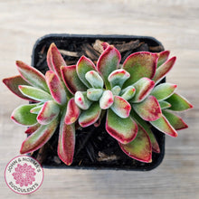 Load image into Gallery viewer, Echeveria pulvinata 'Ruby'