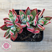 Load image into Gallery viewer, Echeveria pulvinata 'Ruby'