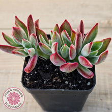 Load image into Gallery viewer, Echeveria pulvinata 'Ruby'