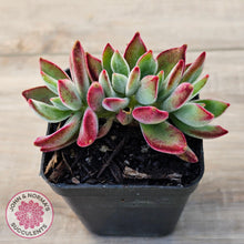 Load image into Gallery viewer, Echeveria pulvinata 'Ruby'
