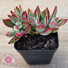 Load image into Gallery viewer, Echeveria pulvinata 'Ruby'