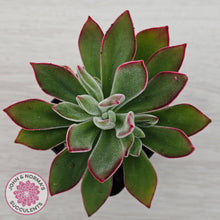 Load image into Gallery viewer, Echeveria pulvinata 'Ruby'