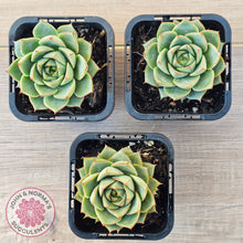 Load image into Gallery viewer, Echeveria purpusorum 'Green Gilva'
