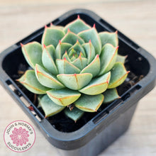 Load image into Gallery viewer, Echeveria purpusorum 'Green Gilva'