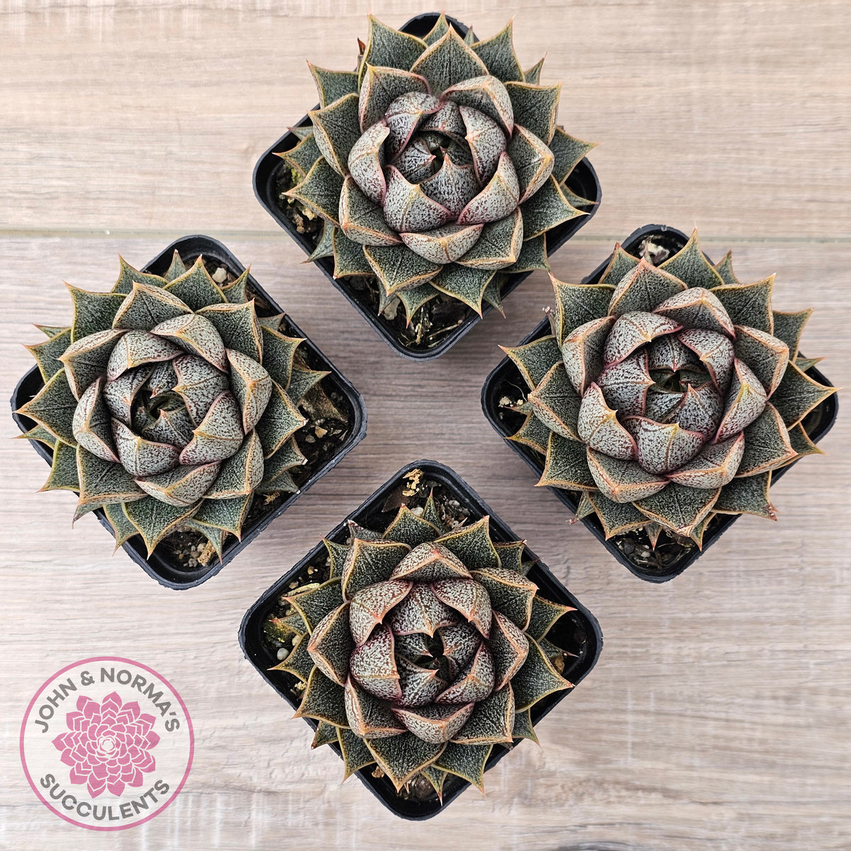 Echeveria purpusorum (Original form)
