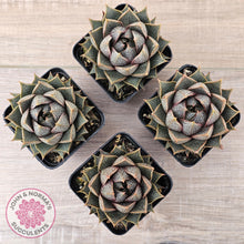 Load image into Gallery viewer, Echeveria purpusorum (Original form)