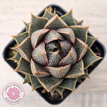 Load image into Gallery viewer, Echeveria purpusorum (Original form)