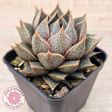 Load image into Gallery viewer, Echeveria purpusorum (Original form)