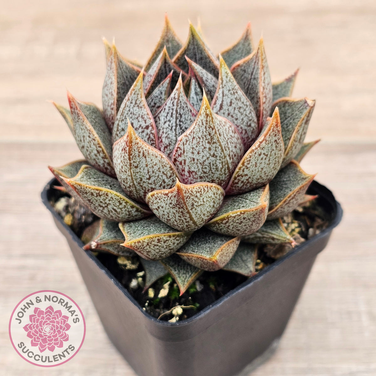 Echeveria purpusorum (Original form)