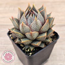 Load image into Gallery viewer, Echeveria purpusorum (Original form)
