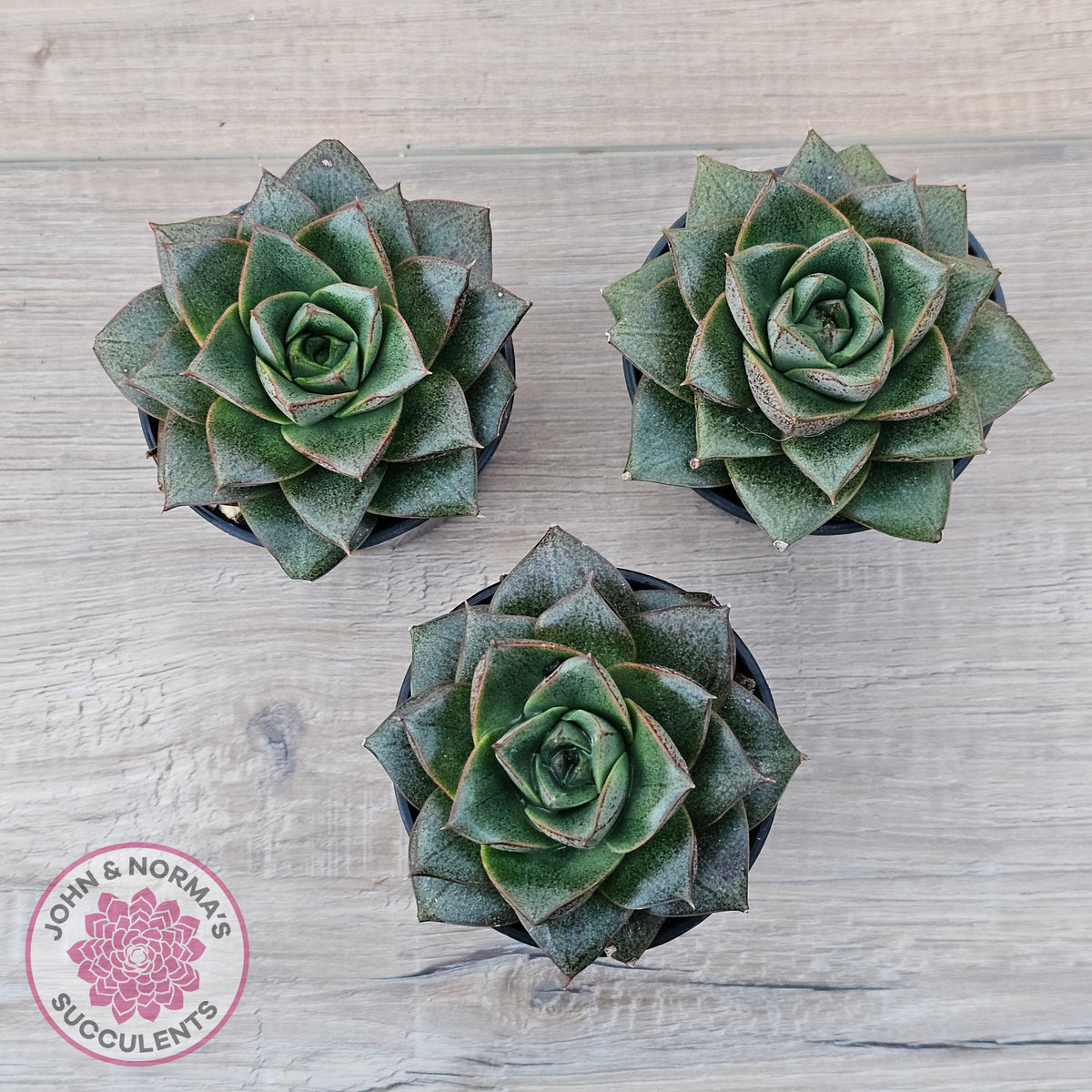 Echeveria purpusorum