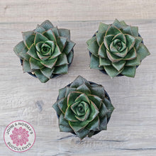 Load image into Gallery viewer, Echeveria purpusorum