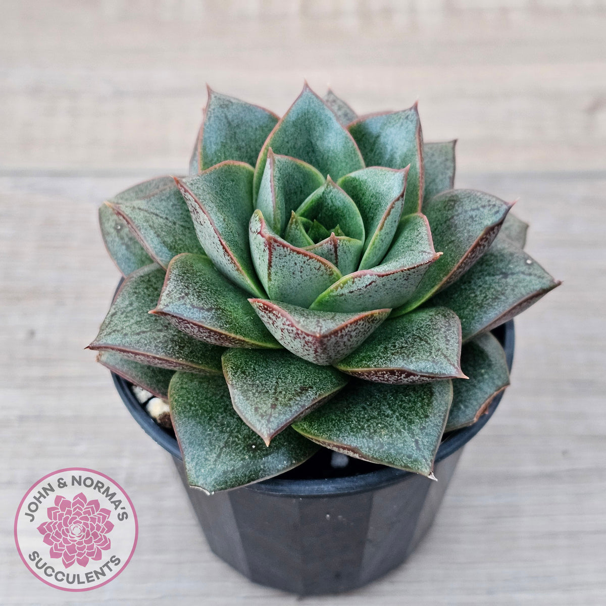 Echeveria purpusorum
