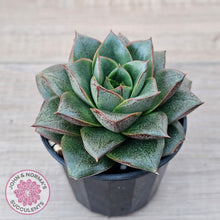 Load image into Gallery viewer, Echeveria purpusorum