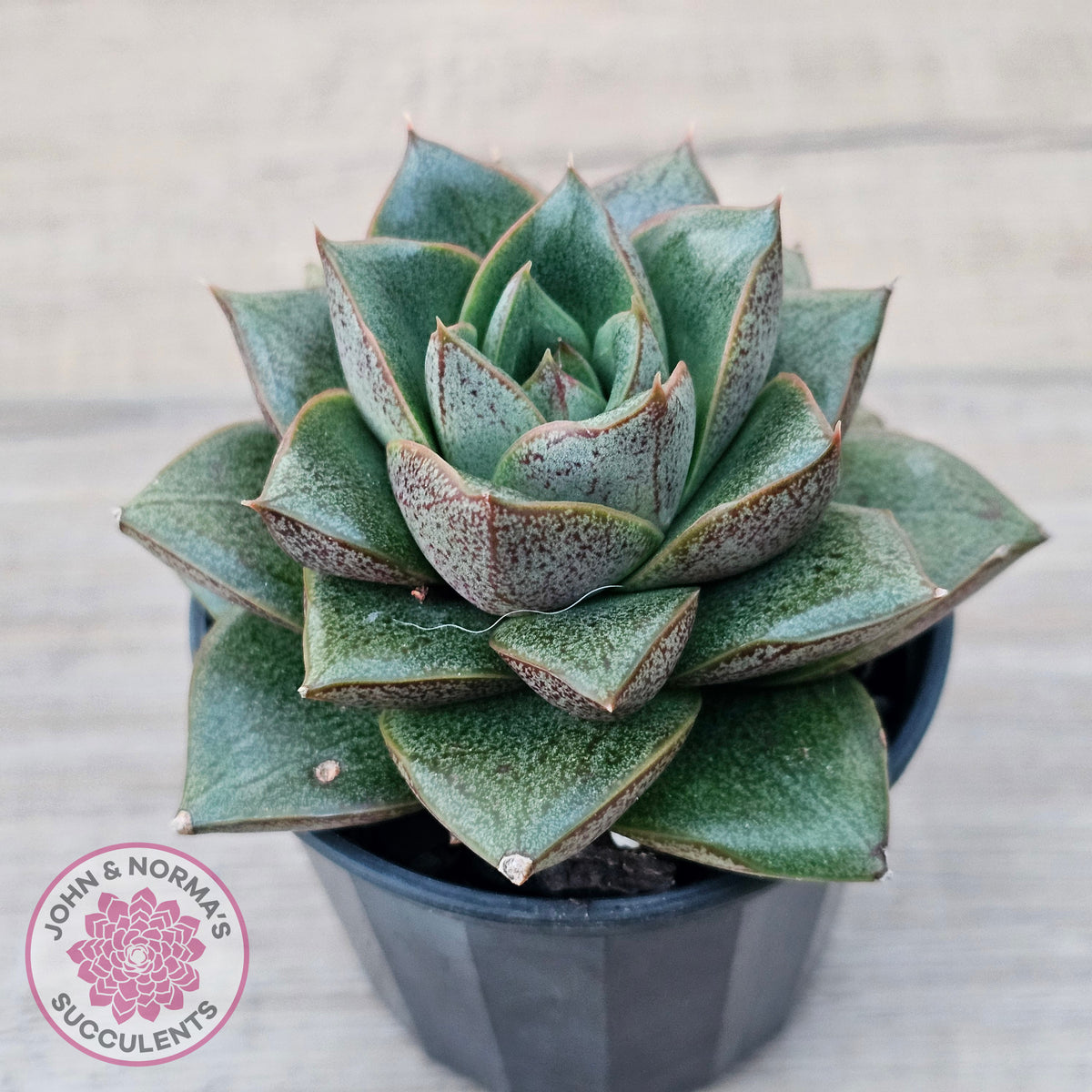 Echeveria purpusorum