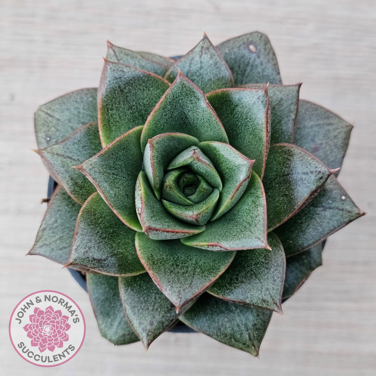 Echeveria purpusorum