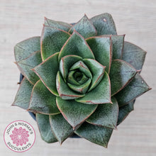 Load image into Gallery viewer, Echeveria purpusorum