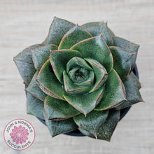 Load image into Gallery viewer, Echeveria purpusorum