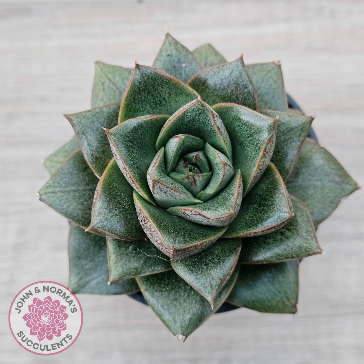 Echeveria purpusorum