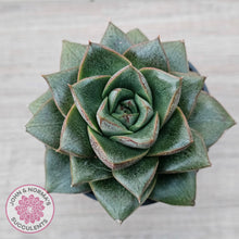 Load image into Gallery viewer, Echeveria purpusorum