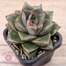 Load image into Gallery viewer, Echeveria purpusorum politomica