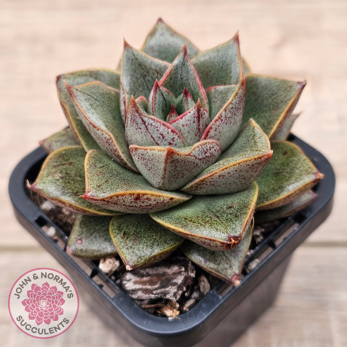 Echeveria purpusorum politomica