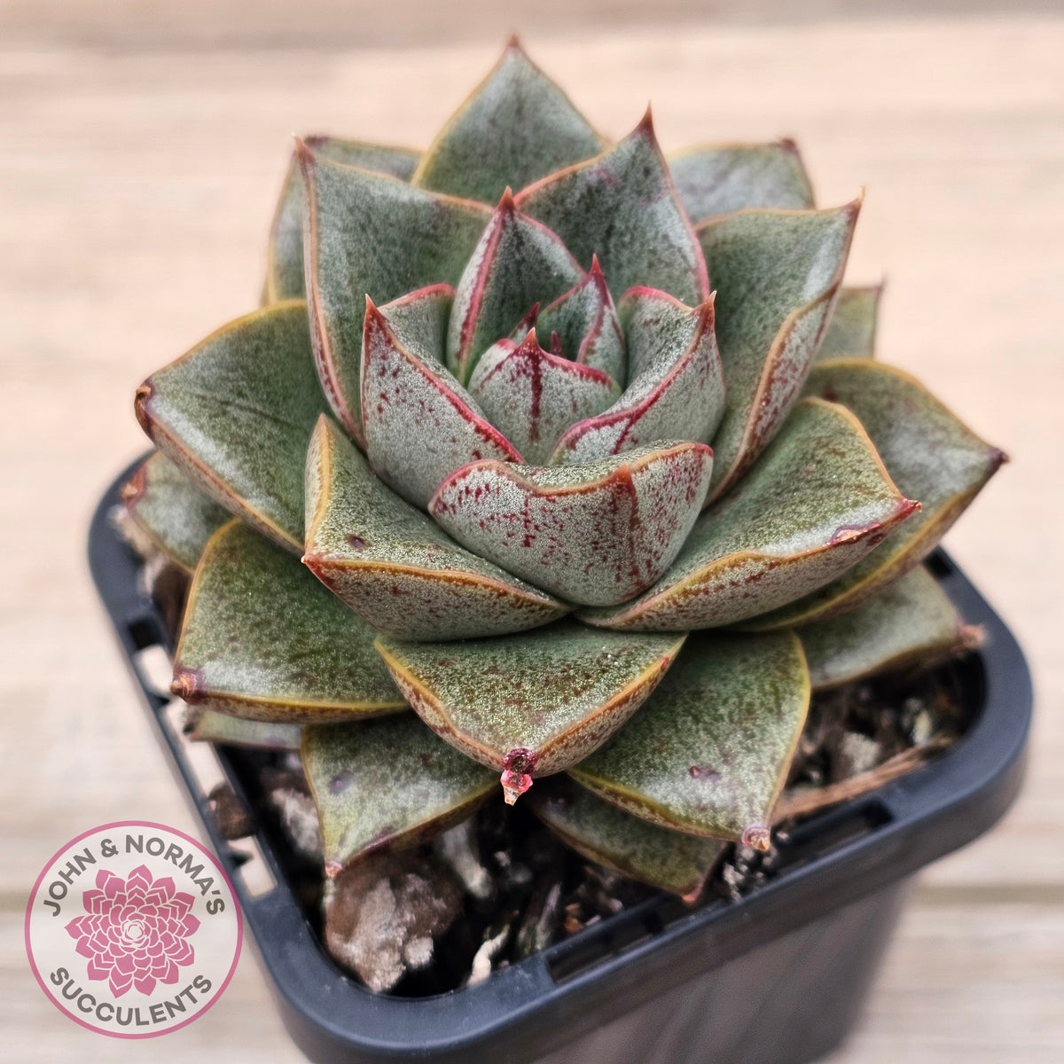 Echeveria purpusorum politomica