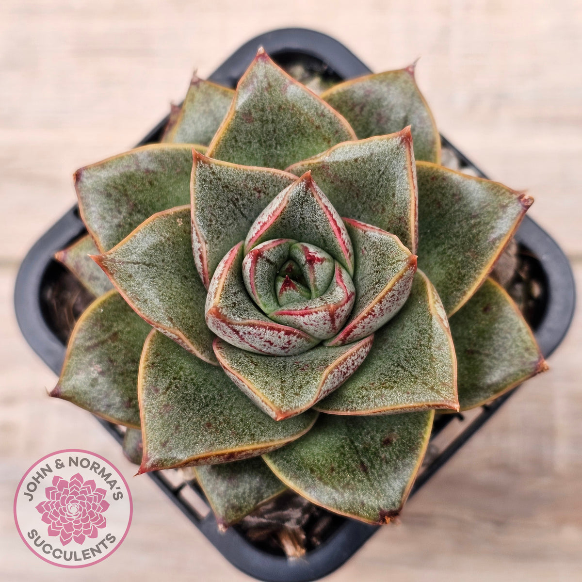 Echeveria purpusorum politomica