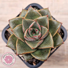 Load image into Gallery viewer, Echeveria purpusorum politomica