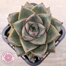 Load image into Gallery viewer, Echeveria purpusorum politomica
