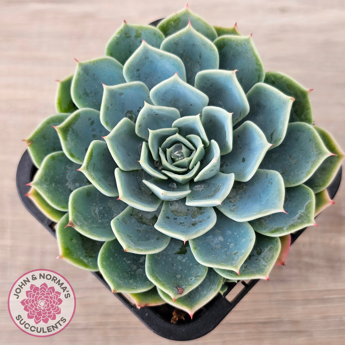 Echeveria secunda 'Glauca'