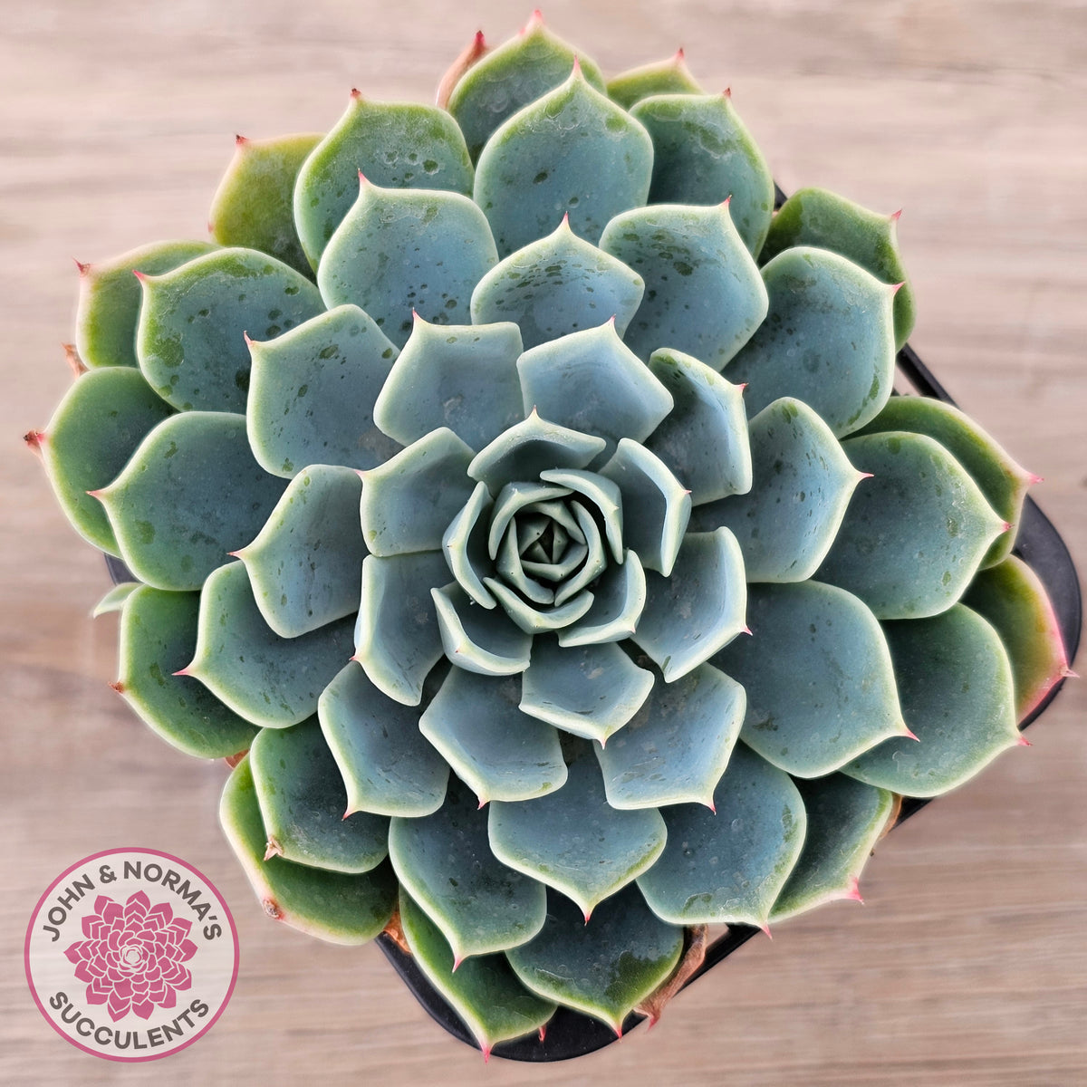 Echeveria secunda 'Glauca'