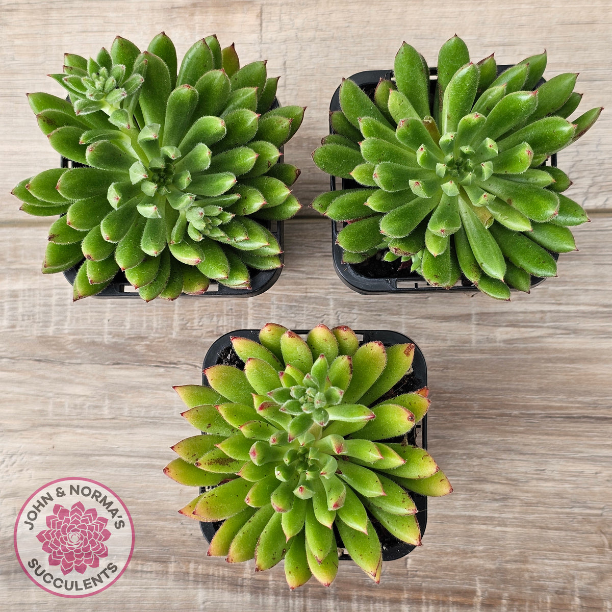 Echeveria setosa 'Arrow'