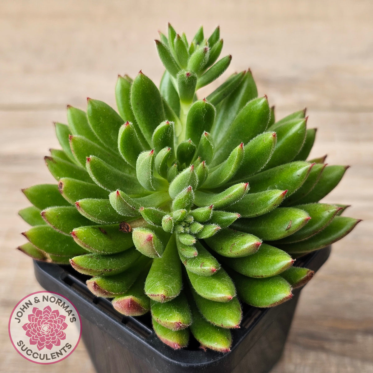 Echeveria setosa 'Arrow'