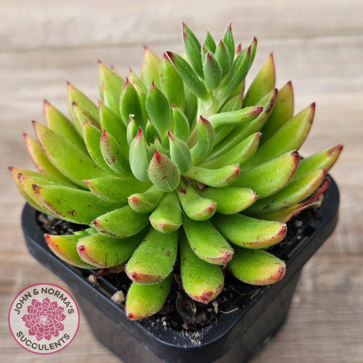 Echeveria setosa 'Arrow'