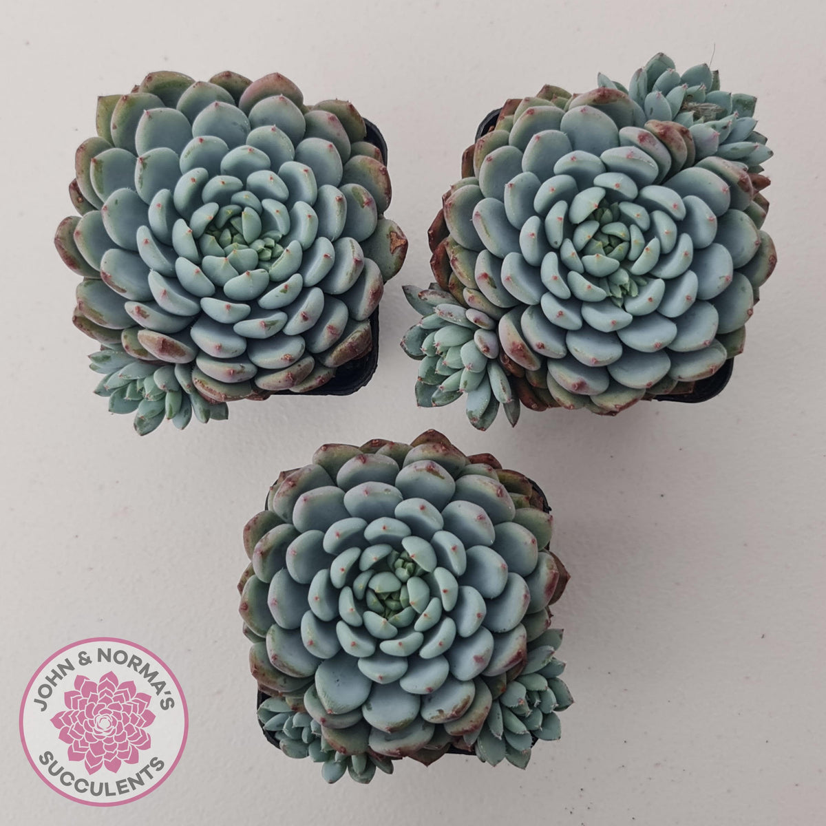 Echeveria setosa var. deminuta x laui