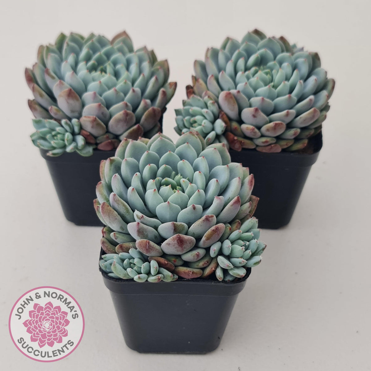 Echeveria setosa var. deminuta x laui