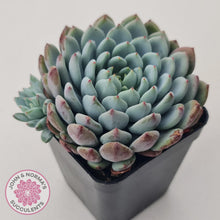 Load image into Gallery viewer, Echeveria setosa var. deminuta x laui - John & Norma's Succulents Australia