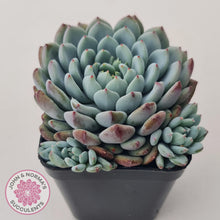Load image into Gallery viewer, Echeveria setosa var. deminuta x laui - John & Norma's Succulents Australia
