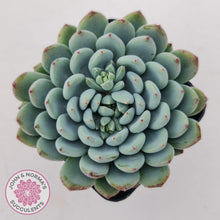 Load image into Gallery viewer, Echeveria setosa var. deminuta x laui - John & Norma's Succulents Australia