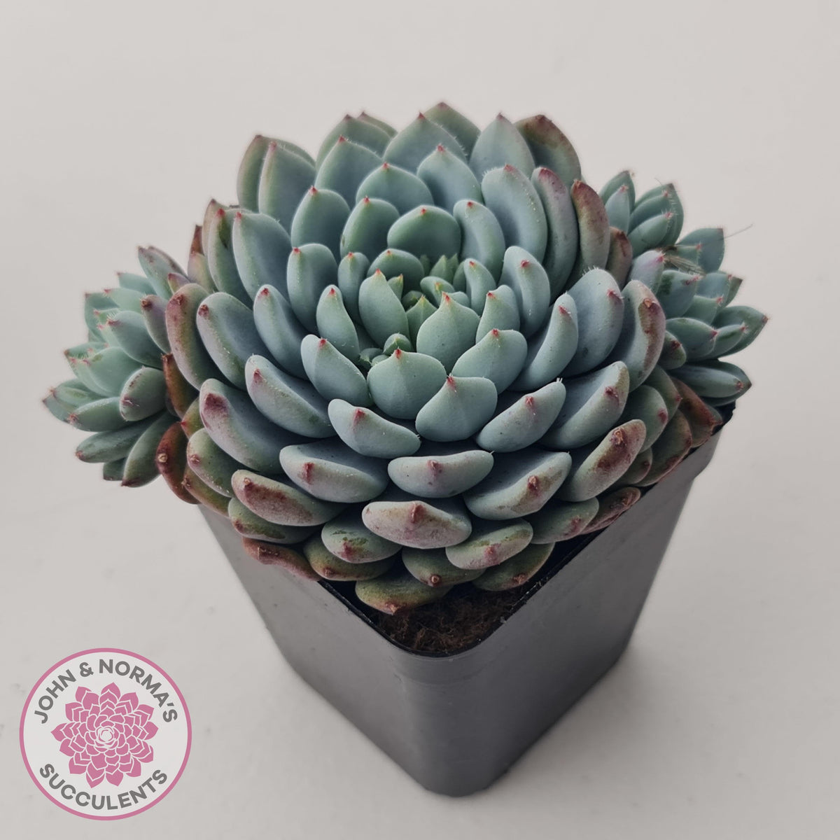 Echeveria setosa var. deminuta x laui