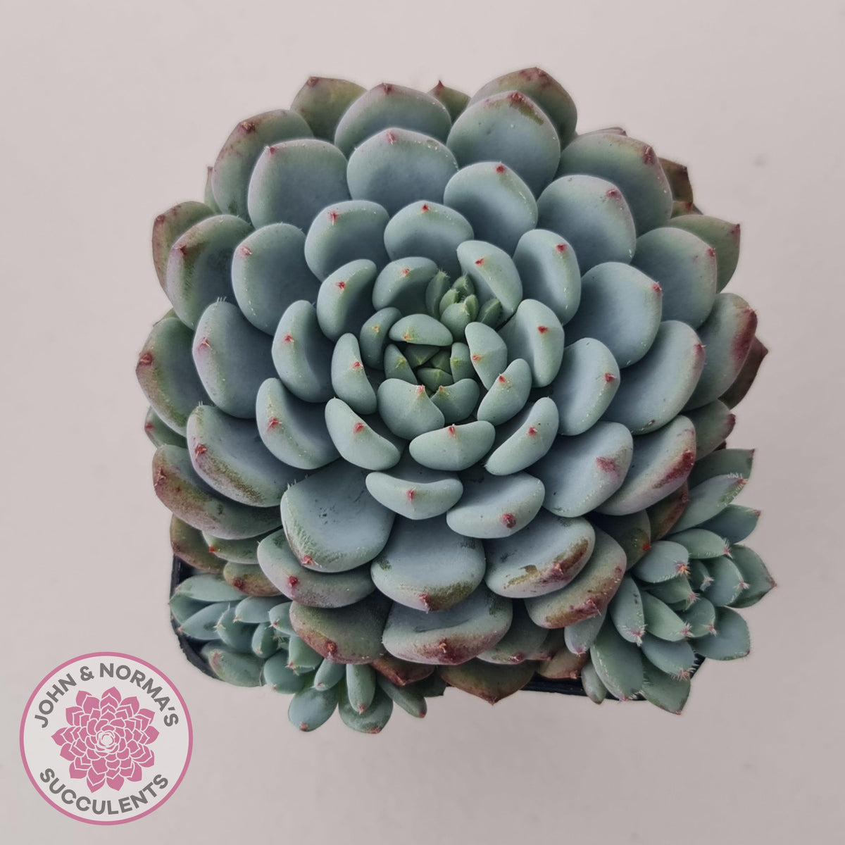 Echeveria setosa var. deminuta x laui