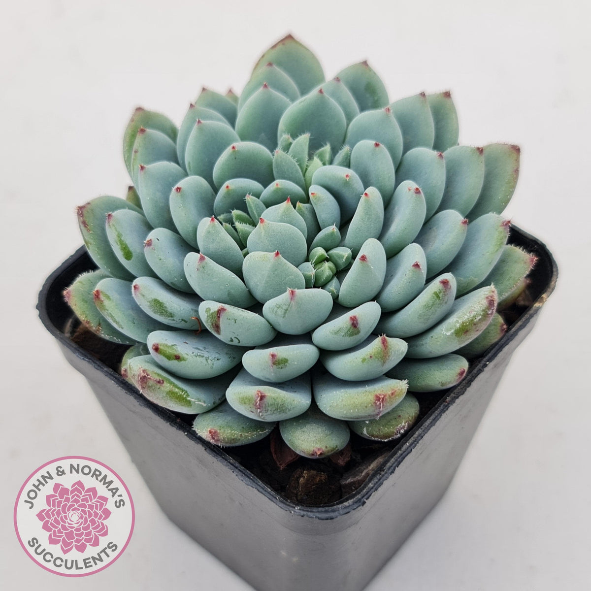 Echeveria setosa var. deminuta x laui