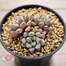 Load image into Gallery viewer, Echeveria subcorymbosa 030 giant form (multi)