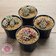 Load image into Gallery viewer, Echeveria subcorymbosa 030 giant form (multi)